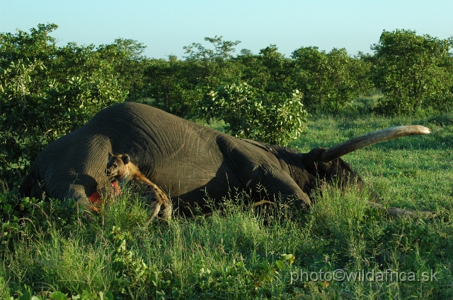 puku rsa 058.jpg - Spotted Hyena (Crocuta crocuta) with Big Tusker Alexander's carcass, close to Mopani, few metres from the road, February 2009